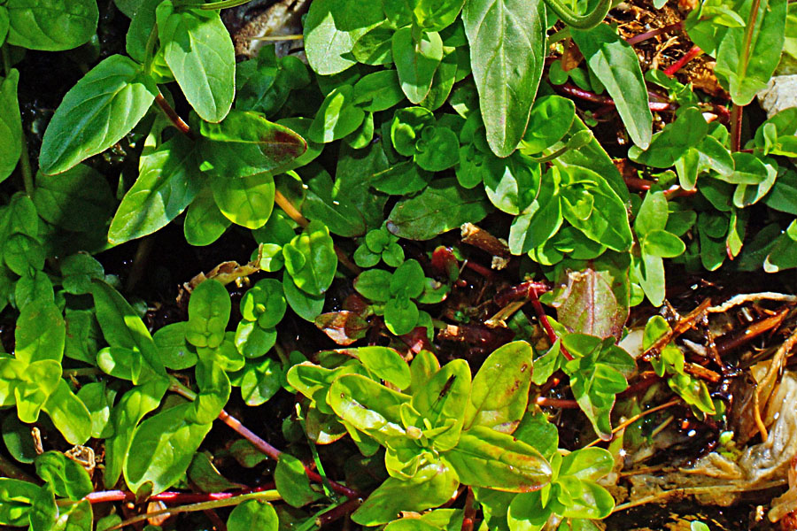 Epilobium obscurum / Garofanino scuro